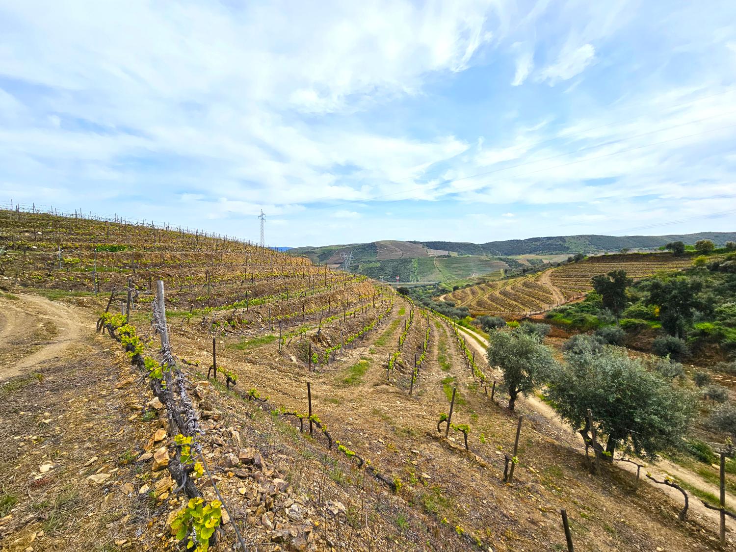  te koop wijngaard Vila Nova de Foz Côa Vila Nova De Foz Côa 5