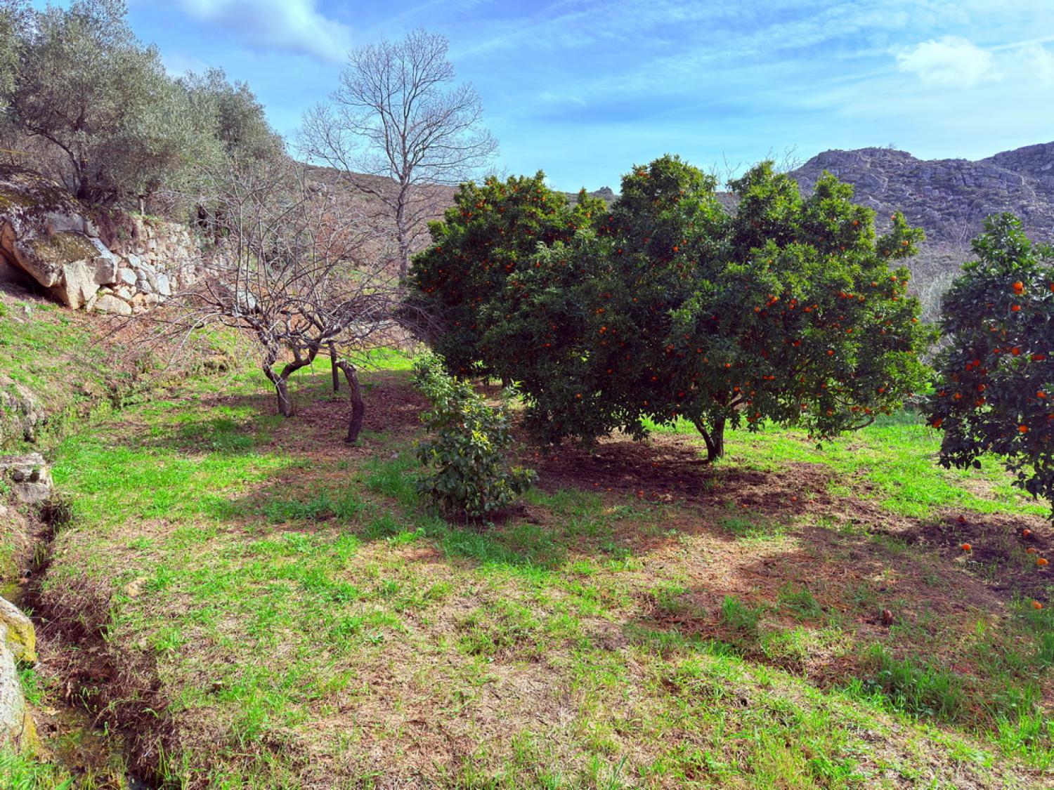  te koop boerderij Pousafoles do Bispo Sabugal 38