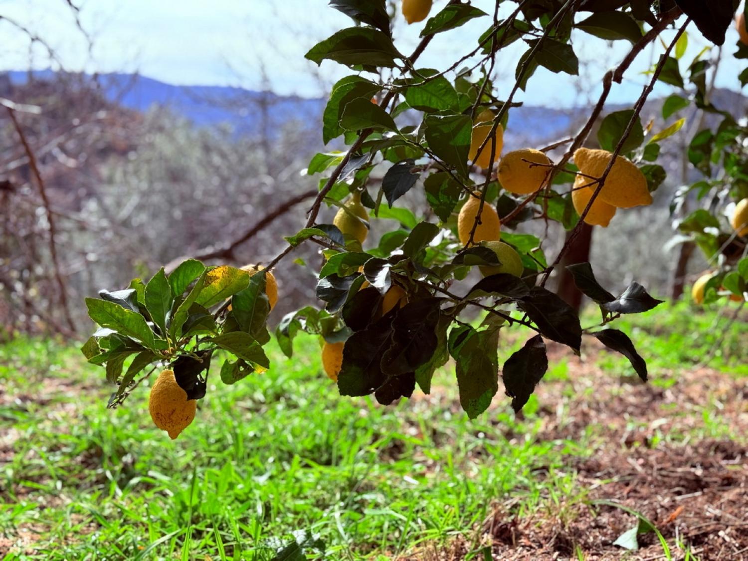  te koop boerderij Pousafoles do Bispo Sabugal 40