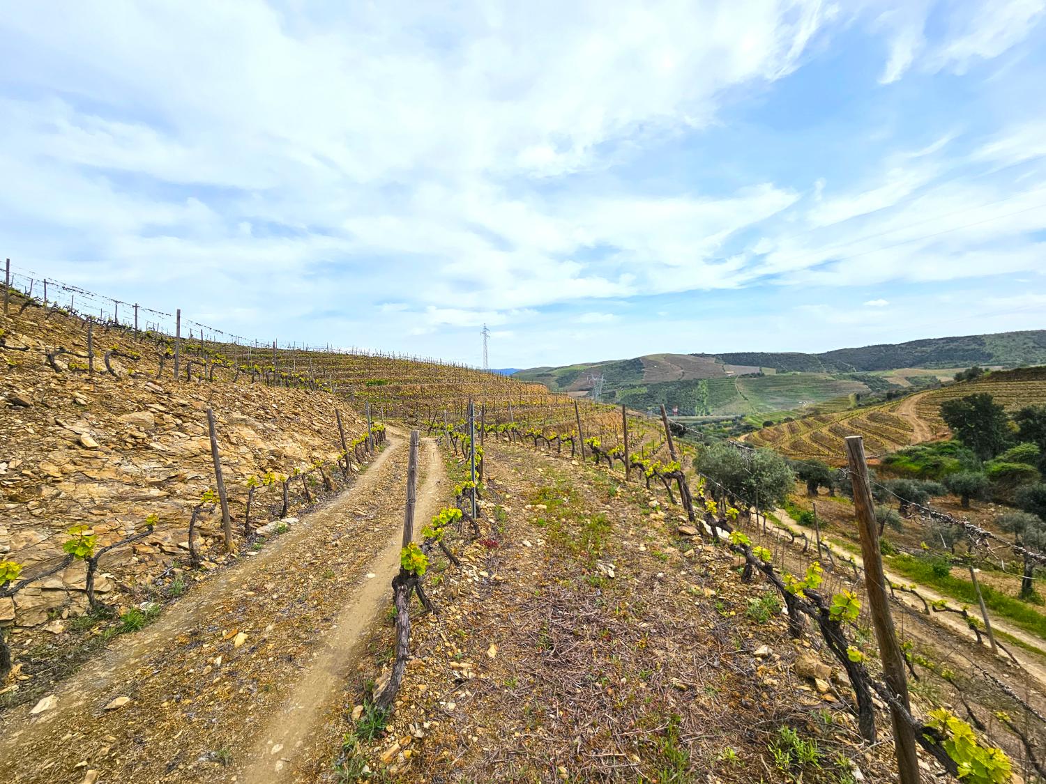  te koop wijngaard Vila Nova de Foz Côa Vila Nova De Foz Côa 4