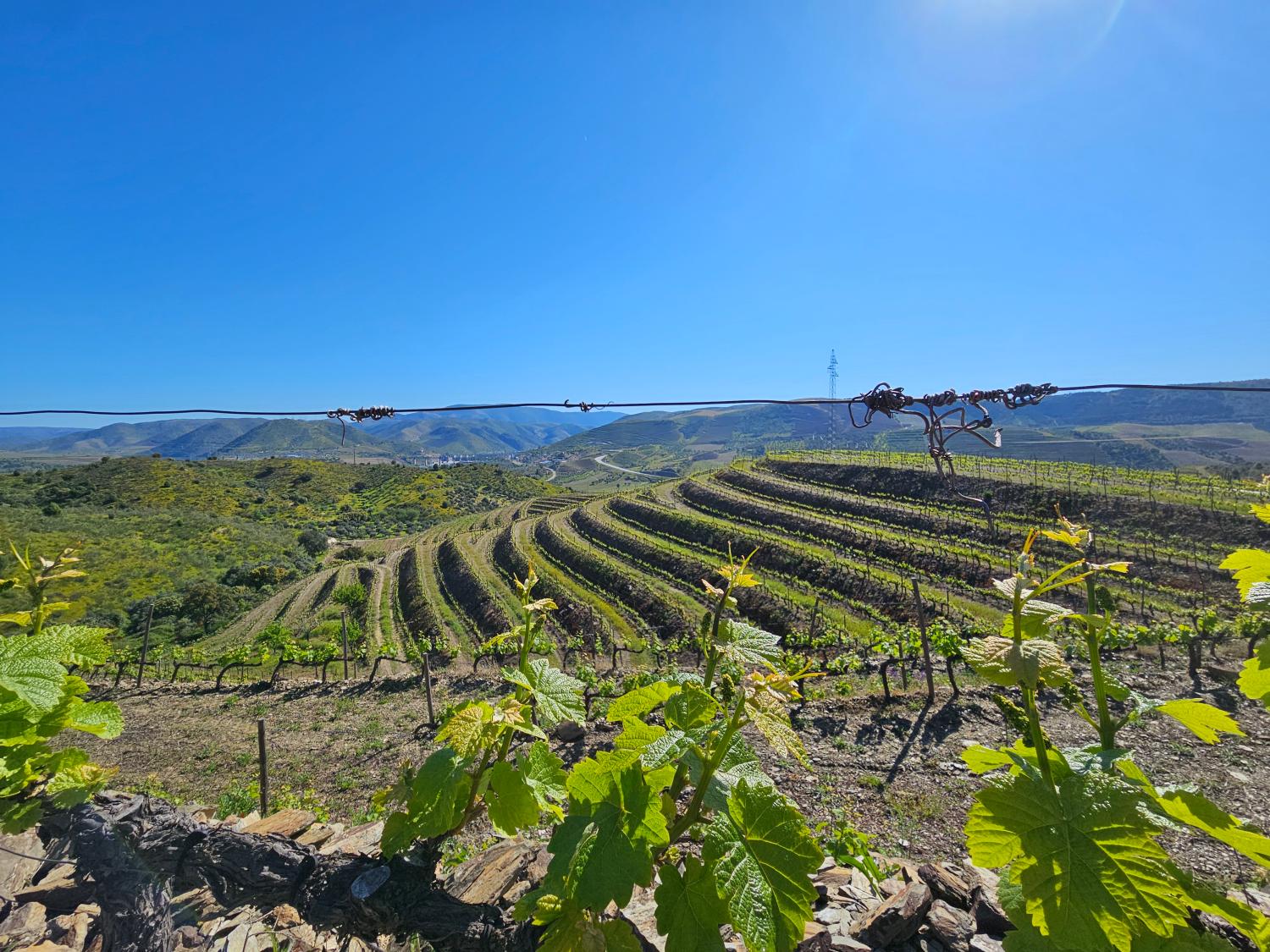  te koop wijngaard Vila Nova de Foz Côa Vila Nova De Foz Côa 9