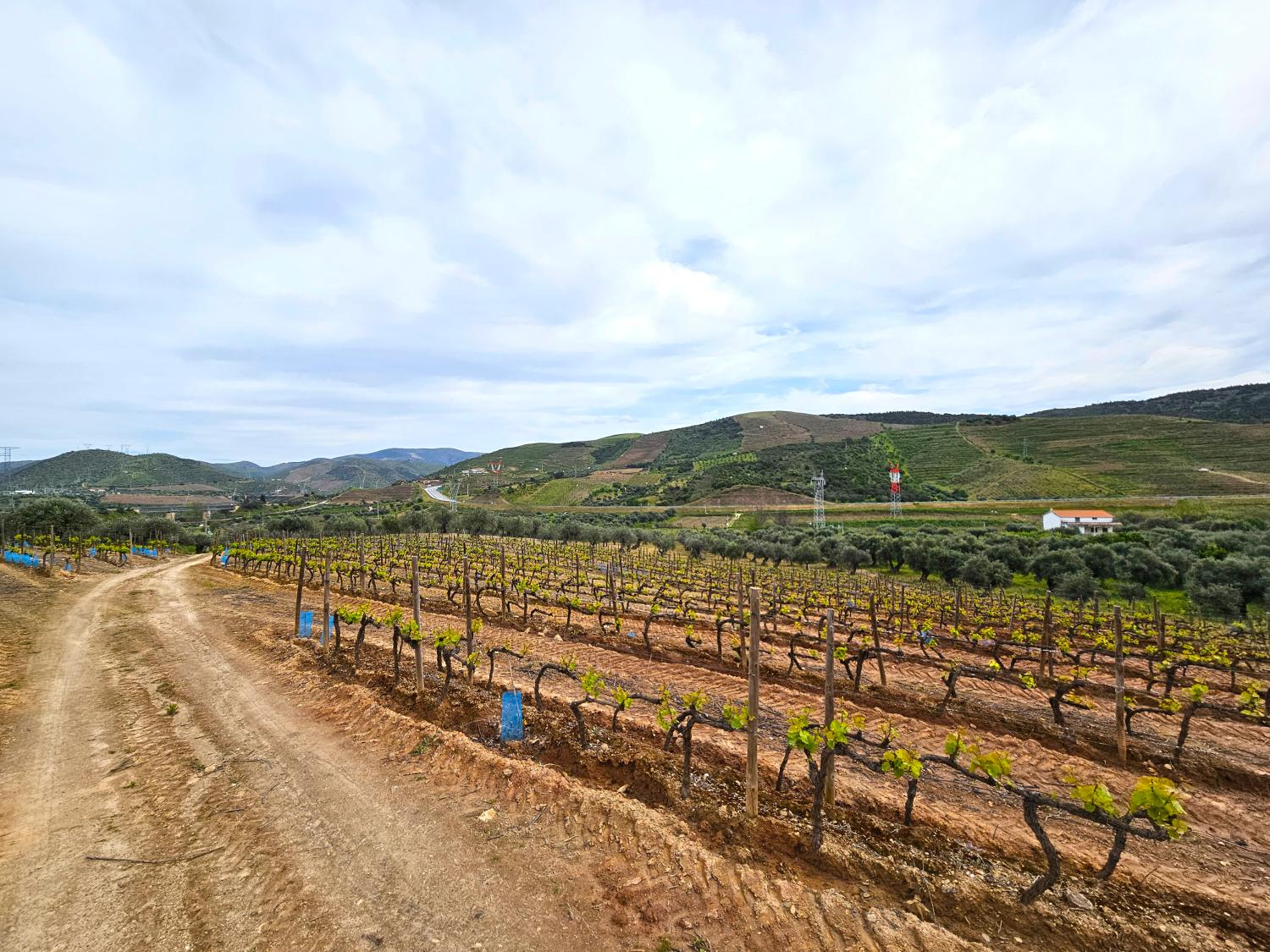  te koop wijngaard Vila Nova de Foz Côa Vila Nova De Foz Côa 8