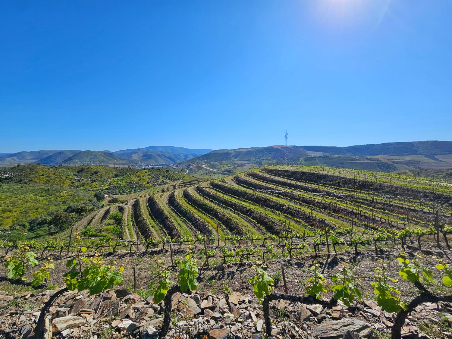  te koop wijngaard Vila Nova de Foz Côa Vila Nova De Foz Côa 2